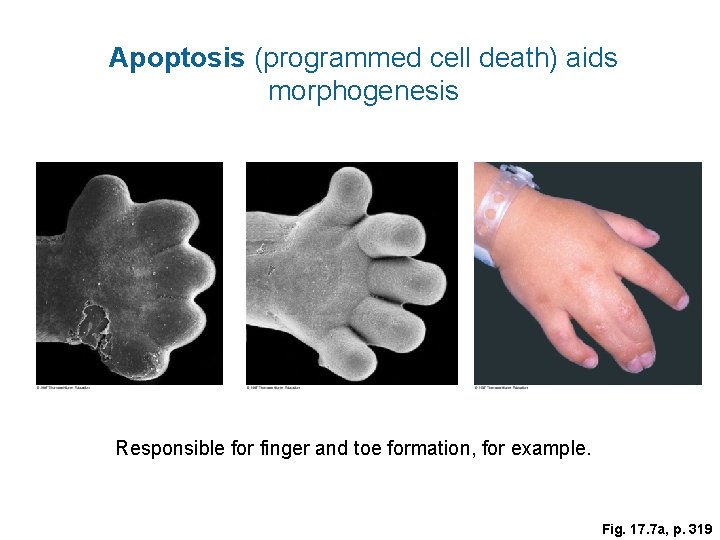 Apoptosis (programmed cell death) aids morphogenesis Responsible for finger and toe formation, for example.