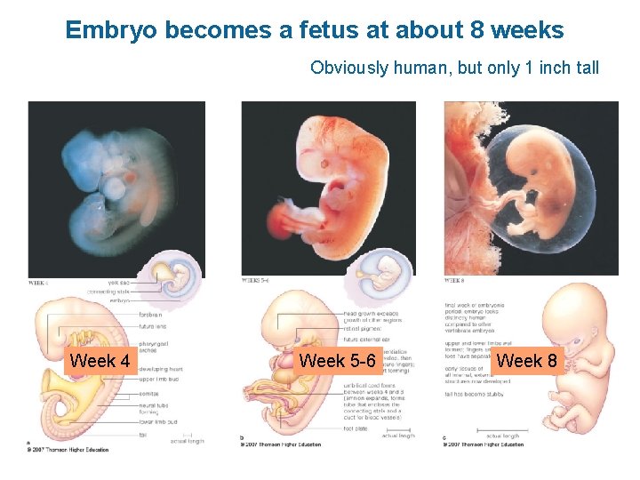 Embryo becomes a fetus at about 8 weeks Obviously human, but only 1 inch