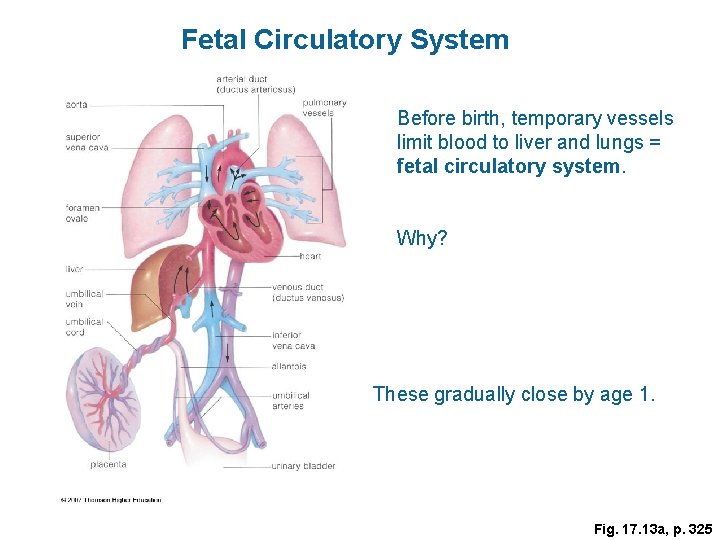 Fetal Circulatory System Before birth, temporary vessels limit blood to liver and lungs =