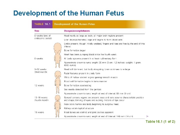 Development of the Human Fetus Table 16. 1 (1 of 2) 