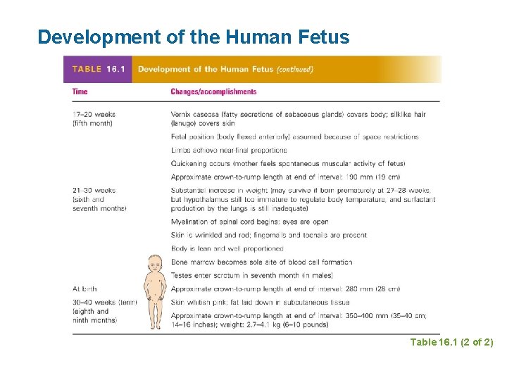 Development of the Human Fetus Table 16. 1 (2 of 2) 