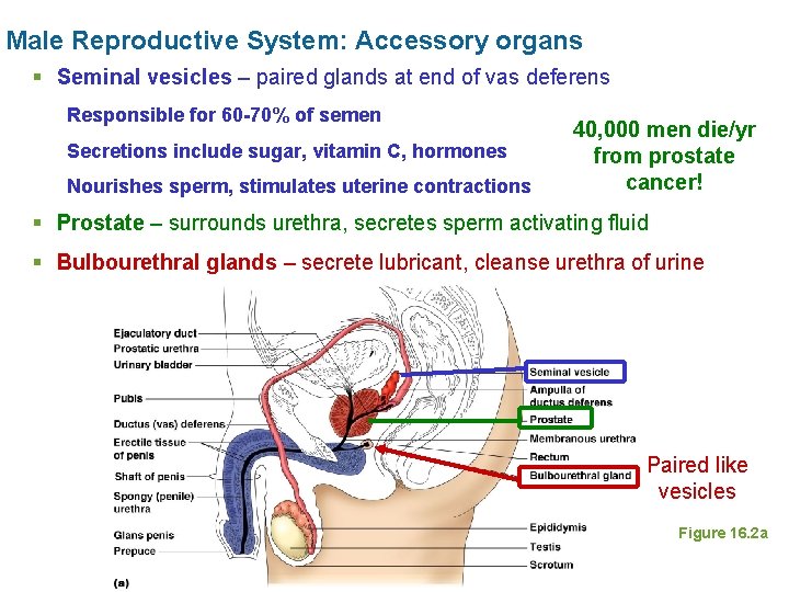 Male Reproductive System: Accessory organs § Seminal vesicles – paired glands at end of