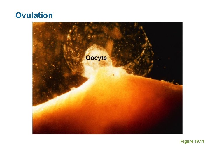 Ovulation Figure 16. 11 