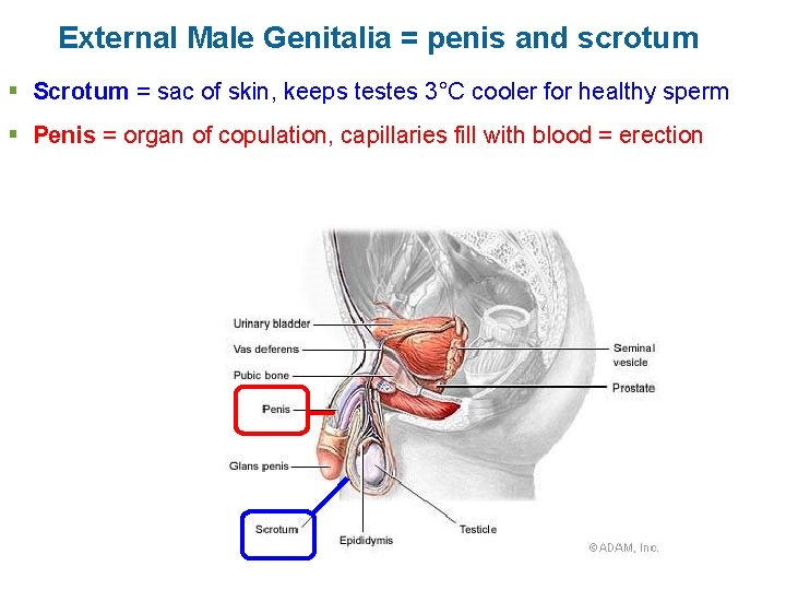 External Male Genitalia = penis and scrotum § Scrotum = sac of skin, keeps