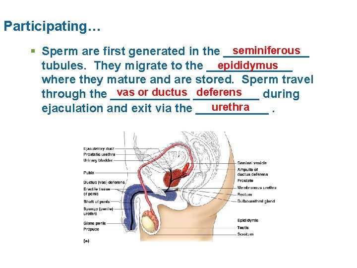 Participating… seminiferous § Sperm are first generated in the _______ epididymus tubules. They migrate