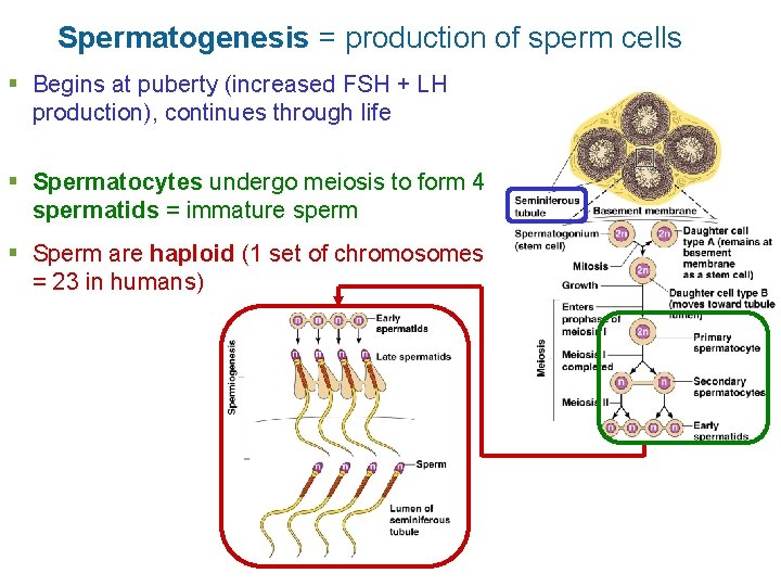 Spermatogenesis = production of sperm cells § Begins at puberty (increased FSH + LH