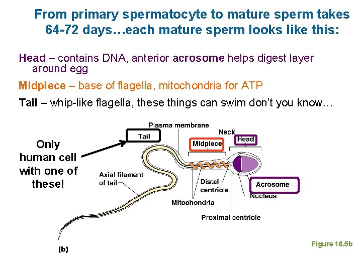 From primary spermatocyte to mature sperm takes 64 -72 days…each mature sperm looks like