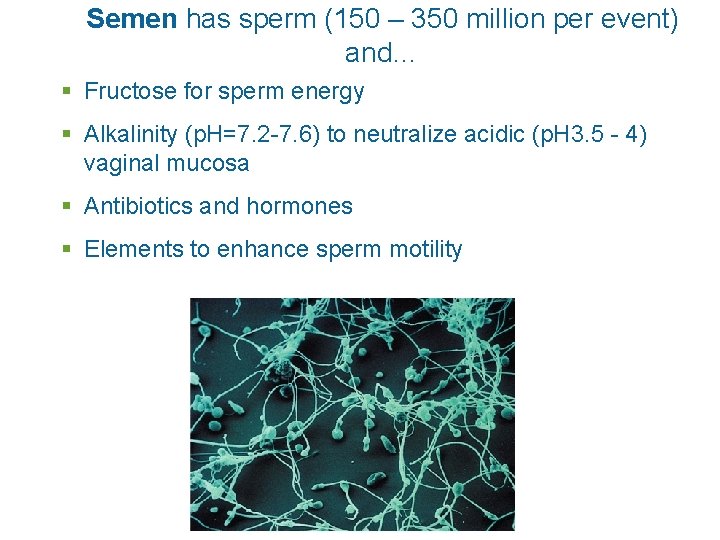 Semen has sperm (150 – 350 million per event) and… § Fructose for sperm