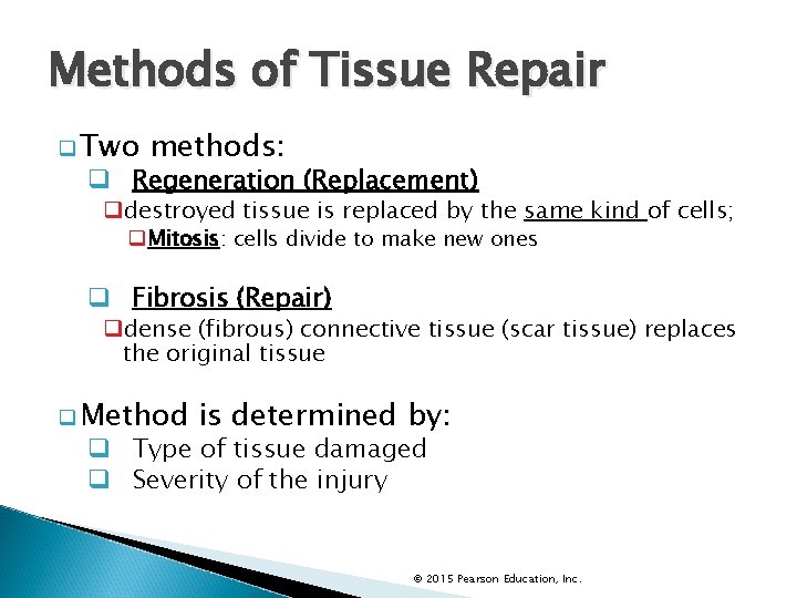 Methods of Tissue Repair q Two methods: q Regeneration (Replacement) qdestroyed tissue is replaced