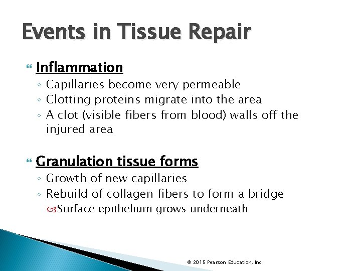 Events in Tissue Repair Inflammation ◦ Capillaries become very permeable ◦ Clotting proteins migrate