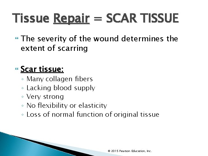 Tissue Repair = SCAR TISSUE The severity of the wound determines the extent of