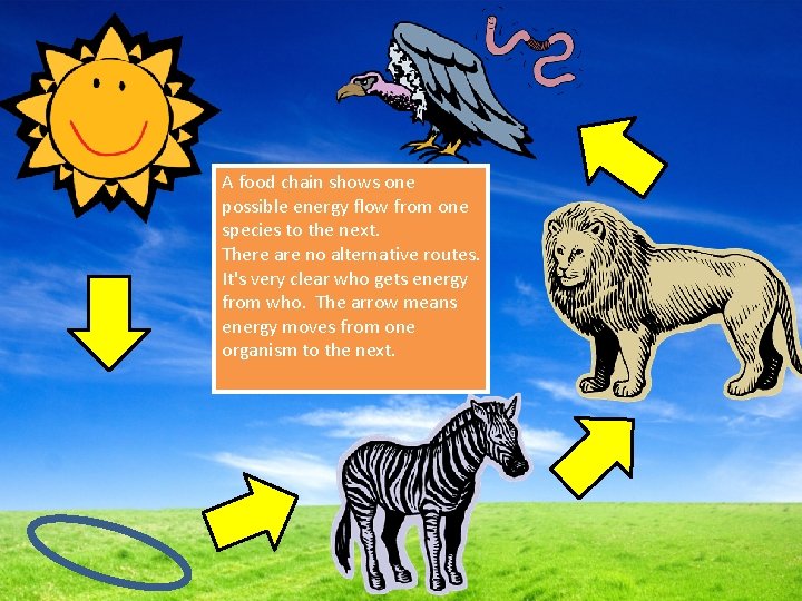 A food chain shows one possible energy flow from one species to the next.