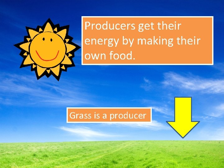 Producers get their energy by making their own food. Grass is a producer 