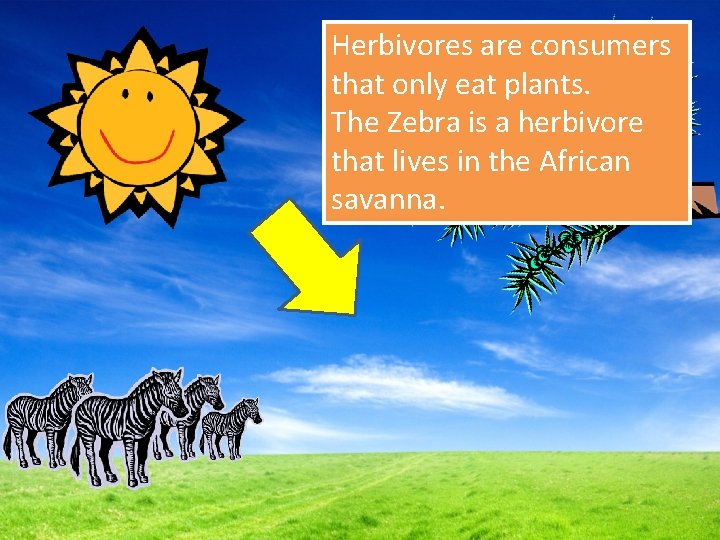 Herbivores are consumers that only eat plants. The Zebra is a herbivore that lives