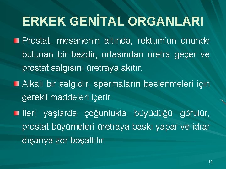 ERKEK GENİTAL ORGANLARI Prostat, mesanenin altında, rektum‘un önünde bulunan bir bezdir, ortasından üretra geçer