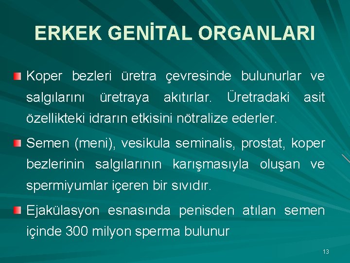 ERKEK GENİTAL ORGANLARI Koper bezleri üretra çevresinde bulunurlar ve salgılarını üretraya akıtırlar. Üretradaki asit