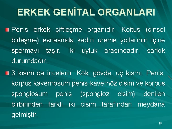 ERKEK GENİTAL ORGANLARI Penis erkek çiftleşme organıdır. Koitus (cinsel birleşme) esnasında kadın üreme yollarının