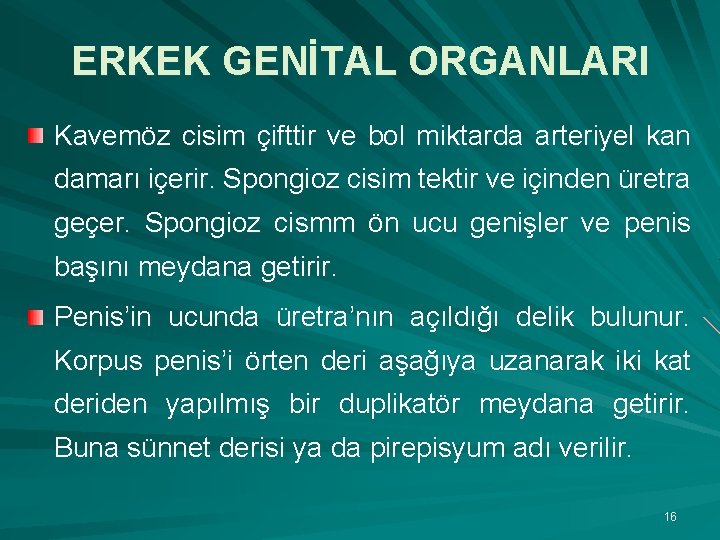 ERKEK GENİTAL ORGANLARI Kavemöz cisim çifttir ve bol miktarda arteriyel kan damarı içerir. Spongioz