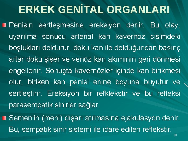 ERKEK GENİTAL ORGANLARI Penisin sertleşmesine ereksiyon denir. Bu olay, uyarılma sonucu arterial kan kavernöz