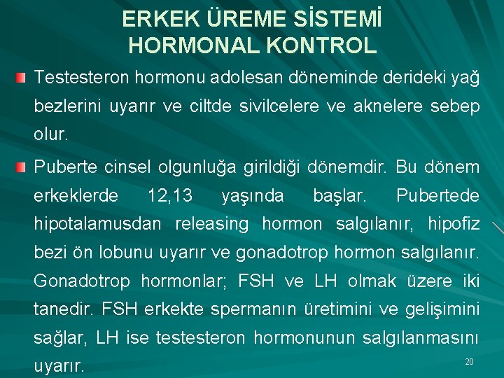 ERKEK ÜREME SİSTEMİ HORMONAL KONTROL Testesteron hormonu adolesan döneminde derideki yağ bezlerini uyarır ve