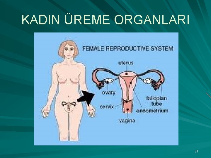 KADIN ÜREME ORGANLARI 21 