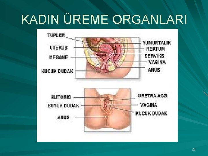 KADIN ÜREME ORGANLARI 23 