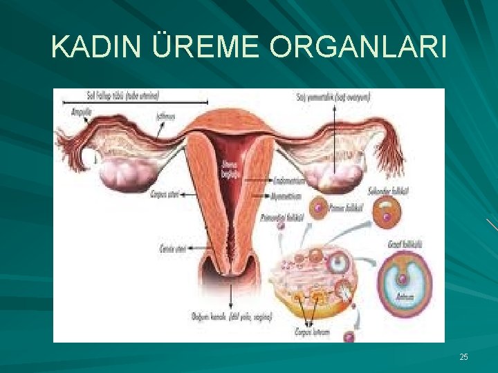 KADIN ÜREME ORGANLARI 25 