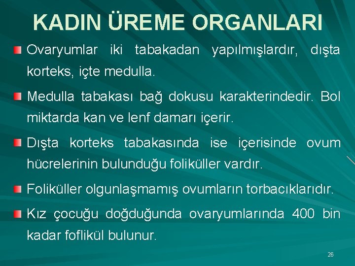 KADIN ÜREME ORGANLARI Ovaryumlar iki tabakadan yapılmışlardır, dışta korteks, içte medulla. Medulla tabakası bağ