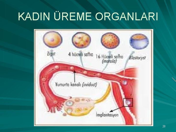 KADIN ÜREME ORGANLARI 28 