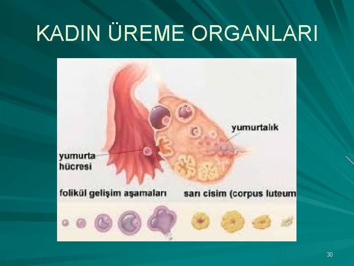 KADIN ÜREME ORGANLARI 30 