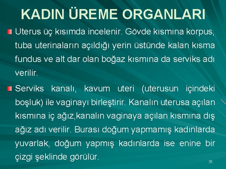 KADIN ÜREME ORGANLARI Uterus üç kısımda incelenir. Gövde kısmına korpus, tuba uterinaların açıldığı yerin