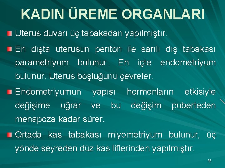 KADIN ÜREME ORGANLARI Uterus duvarı üç tabakadan yapılmıştır. En dışta uterusun periton ile sarılı