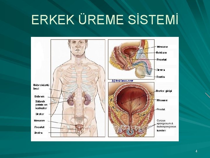 ERKEK ÜREME SİSTEMİ 4 