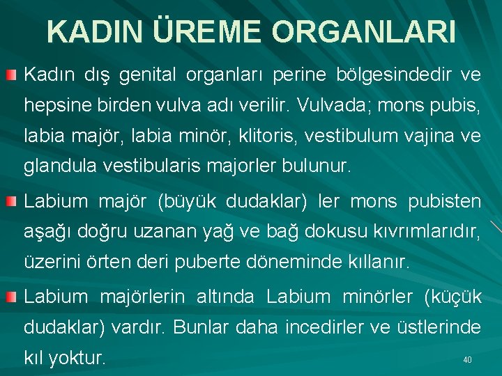 KADIN ÜREME ORGANLARI Kadın dış genital organları perine bölgesindedir ve hepsine birden vulva adı