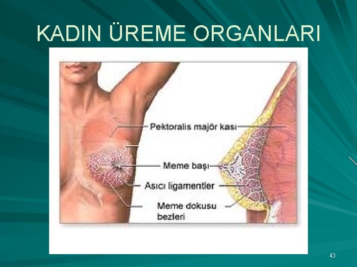 KADIN ÜREME ORGANLARI 43 