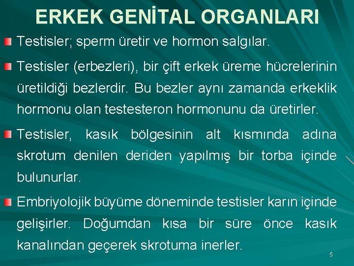 ERKEK GENİTAL ORGANLARI Testisler; sperm üretir ve hormon salgılar. Testisler (erbezleri), bir çift erkek