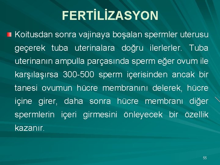 FERTİLİZASYON Koitusdan sonra vajinaya boşalan spermler uterusu geçerek tuba uterinalara doğru ilerlerler. Tuba uterinanın