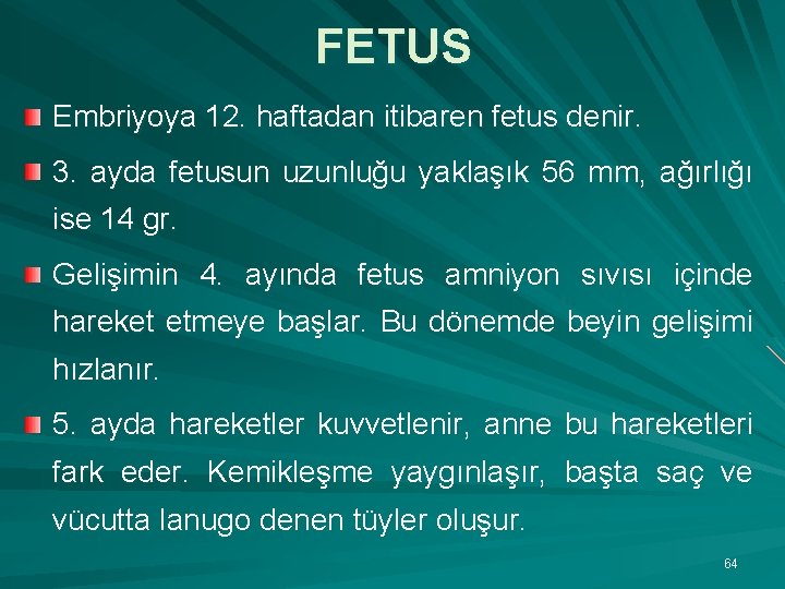 FETUS Embriyoya 12. haftadan itibaren fetus denir. 3. ayda fetusun uzunluğu yaklaşık 56 mm,