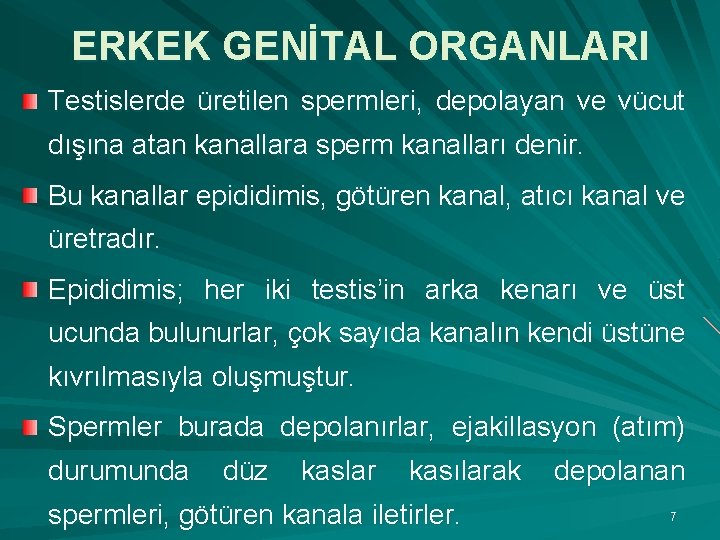 ERKEK GENİTAL ORGANLARI Testislerde üretilen spermleri, depolayan ve vücut dışına atan kanallara sperm kanalları