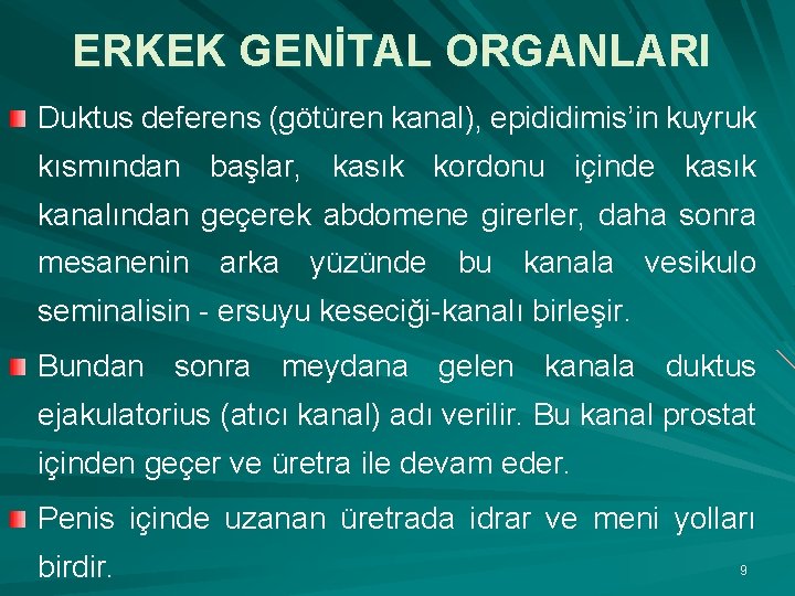 ERKEK GENİTAL ORGANLARI Duktus deferens (götüren kanal), epididimis’in kuyruk kısmından başlar, kasık kordonu içinde