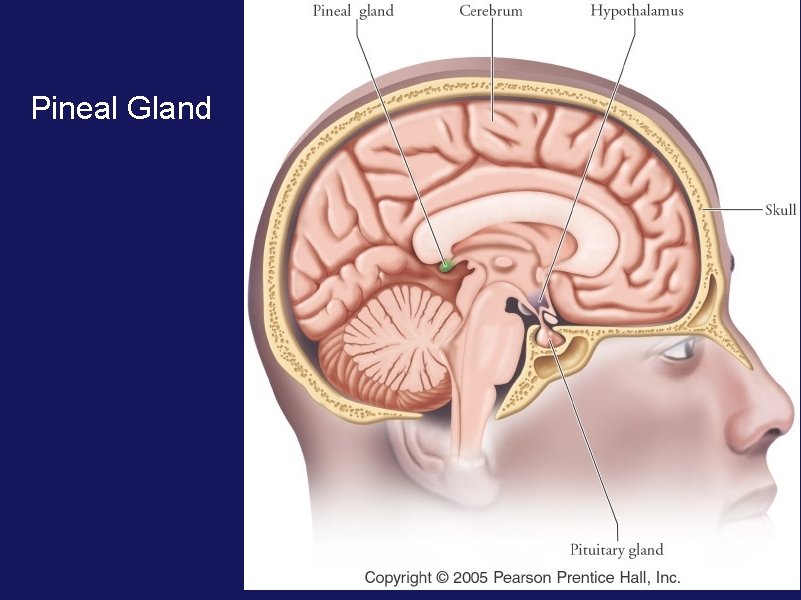 Pineal Gland 