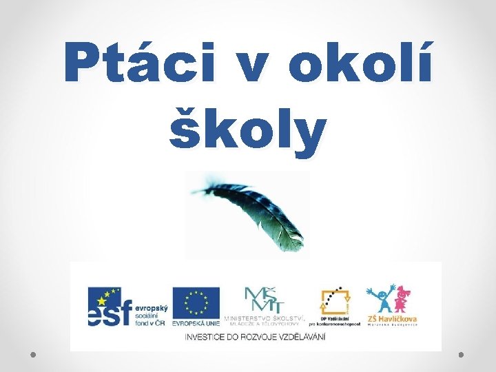 Ptáci v okolí školy 