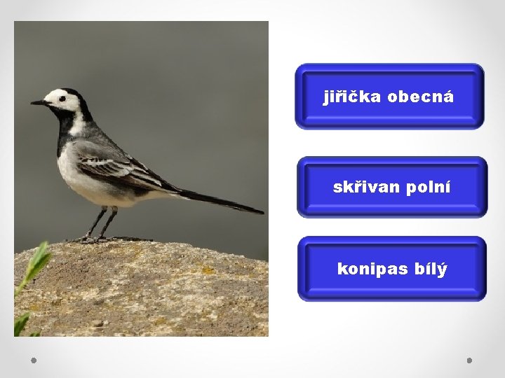 jiřička obecná skřivan polní konipas bílý 