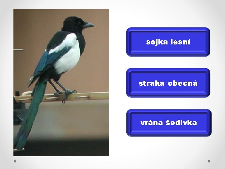 sojka lesní straka obecná vrána šedivka 