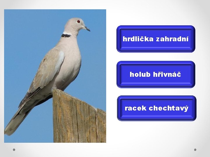 hrdlička zahradní holub hřivnáč racek chechtavý 