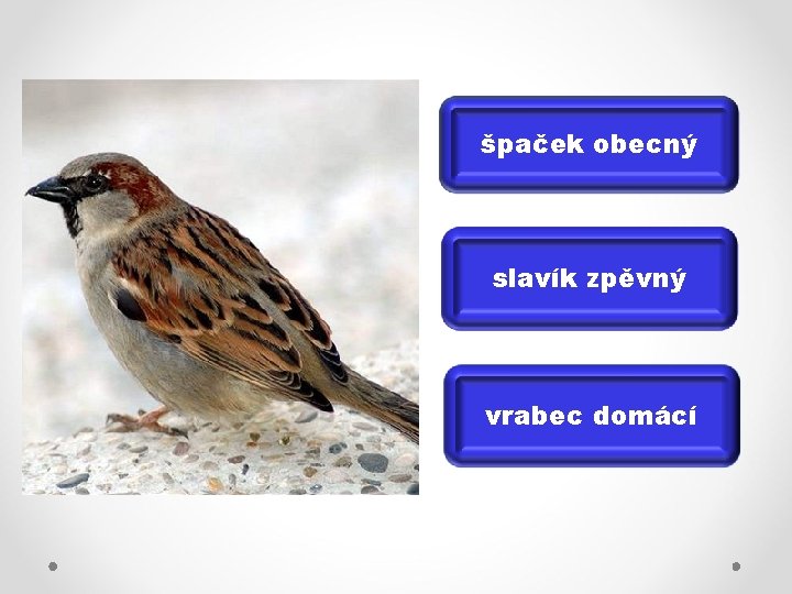 špaček obecný slavík zpěvný vrabec domácí 