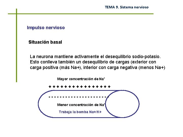 TEMA 9. Sistema nervioso Impulso nervioso Situación basal La neurona mantiene activamente el desequilibrio