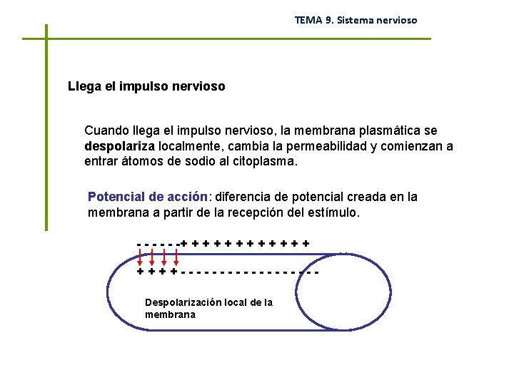 TEMA 9. Sistema nervioso Llega el impulso nervioso Cuando llega el impulso nervioso, la