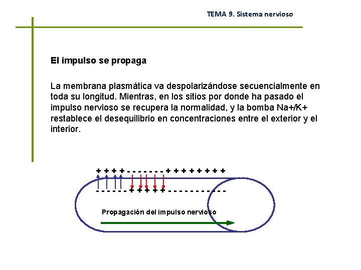 TEMA 9. Sistema nervioso El impulso se propaga La membrana plasmática va despolarizándose secuencialmente