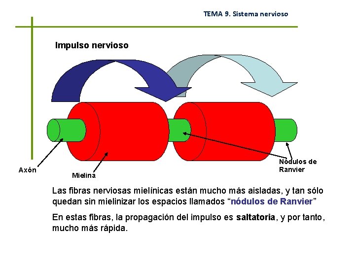 TEMA 9. Sistema nervioso Impulso nervioso Axón Mielina Nódulos de Ranvier Las fibras nerviosas